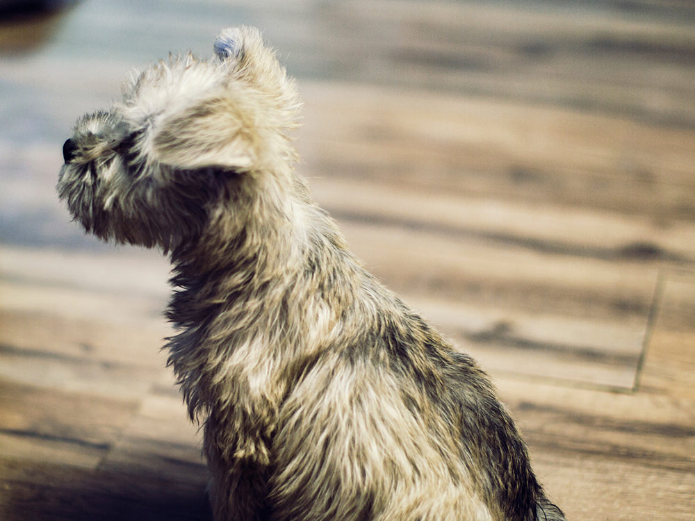 Dog Sitting 1 Dog Sitting 1